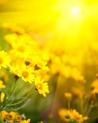 yellow flowers and morning dew
