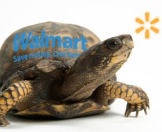 walmart-turtle-carousel-a