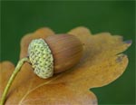 acorn.jpg